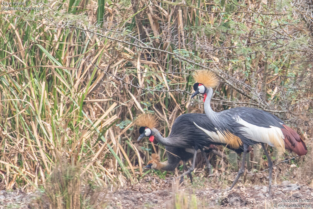 Grey Crowned Crane