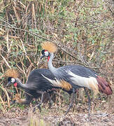 Grey Crowned Crane