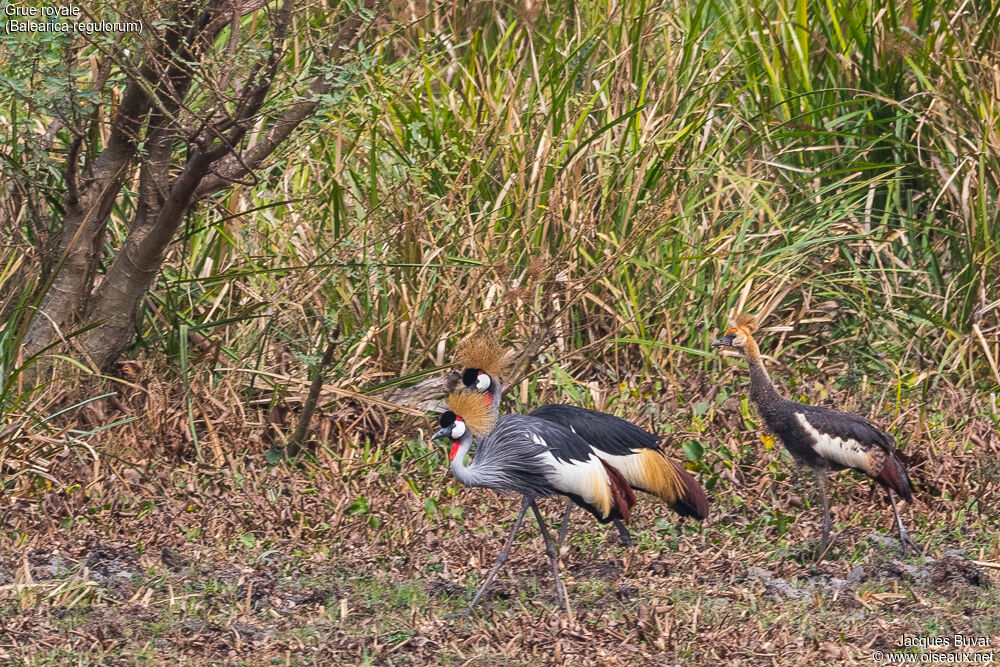 Grey Crowned Crane, identification, habitat, aspect, pigmentation, walking