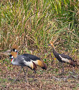 Grey Crowned Crane