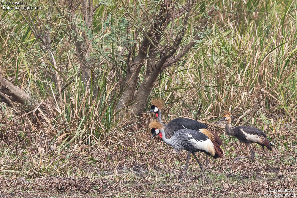 Grey Crowned Crane