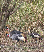 Grey Crowned Crane