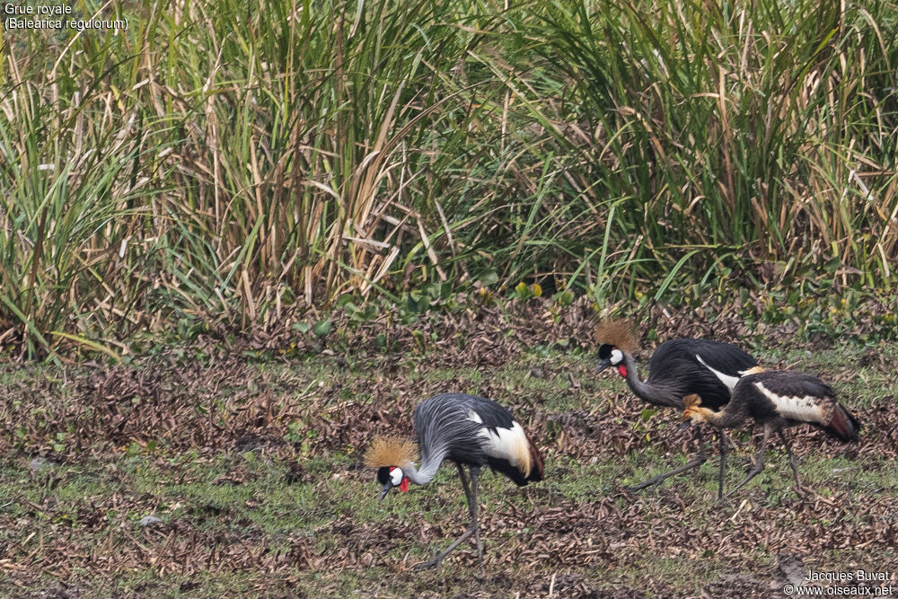 Grue royale, identification, habitat, composition, pigmentation, marche, mange