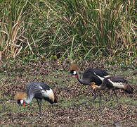 Grey Crowned Crane