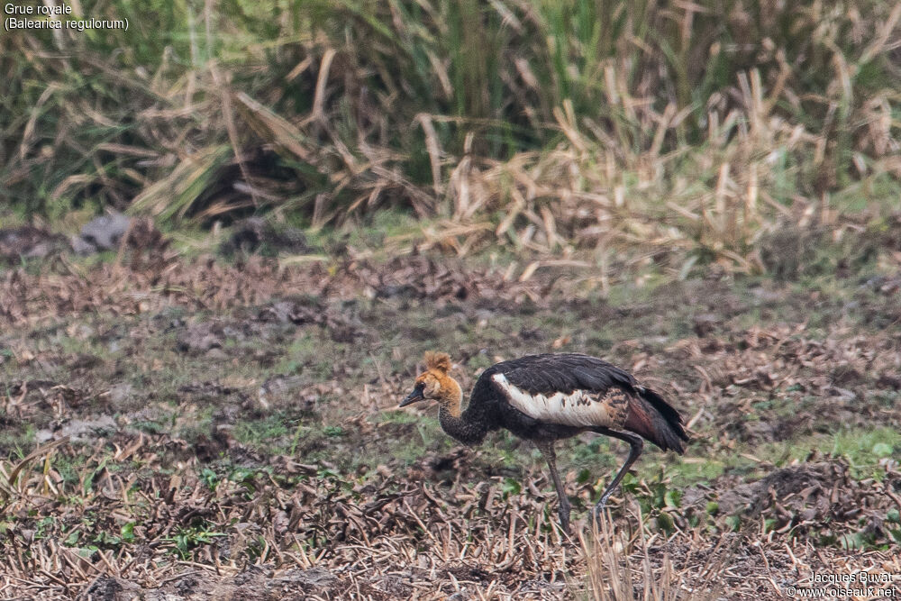 Grey Crowned Cranejuvenile