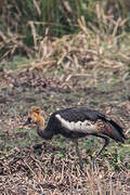 Grey Crowned Crane