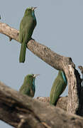 Blue-bearded Bee-eater