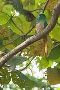 Blue-bearded Bee-eater