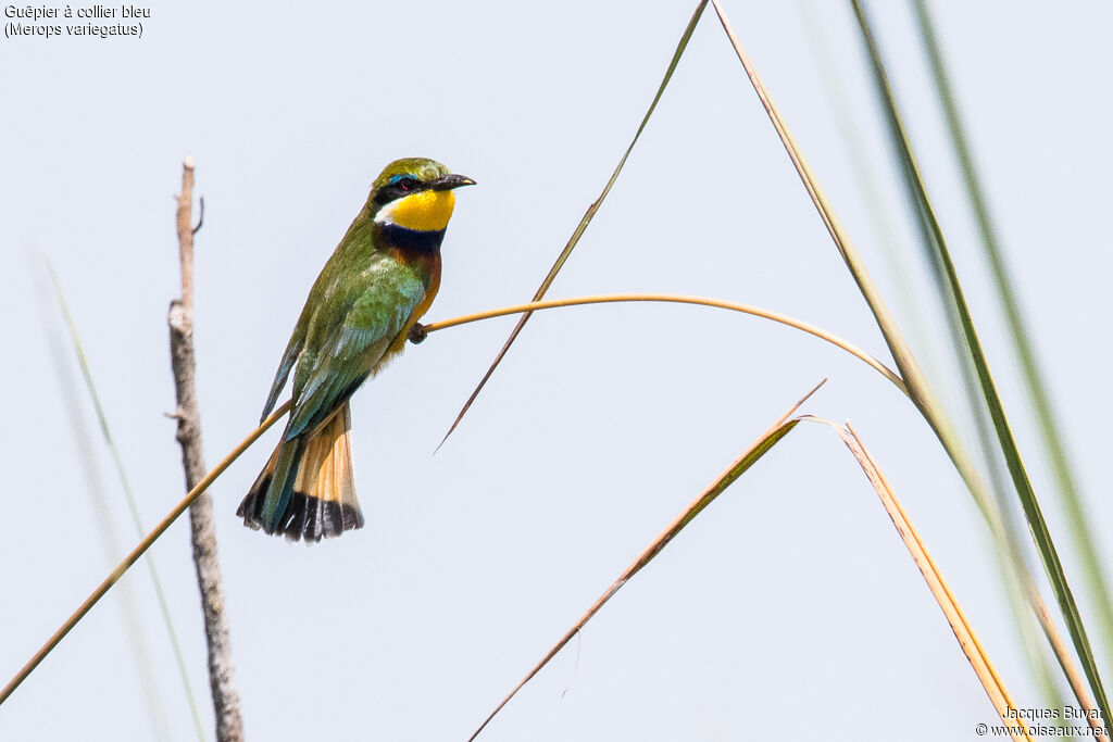 Blue-breasted Bee-eateradult