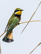 Blue-breasted Bee-eater