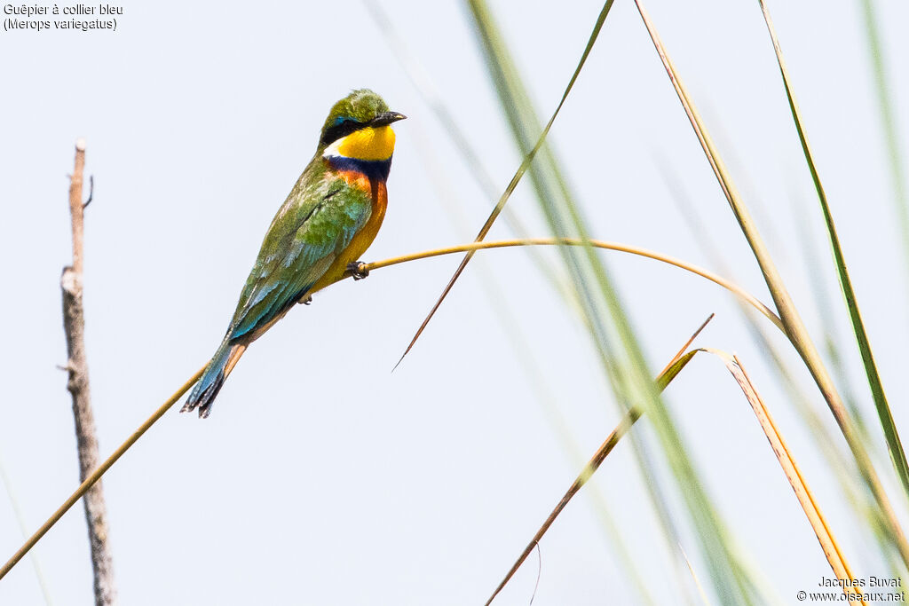 Blue-breasted Bee-eateradult