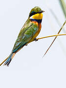 Blue-breasted Bee-eater