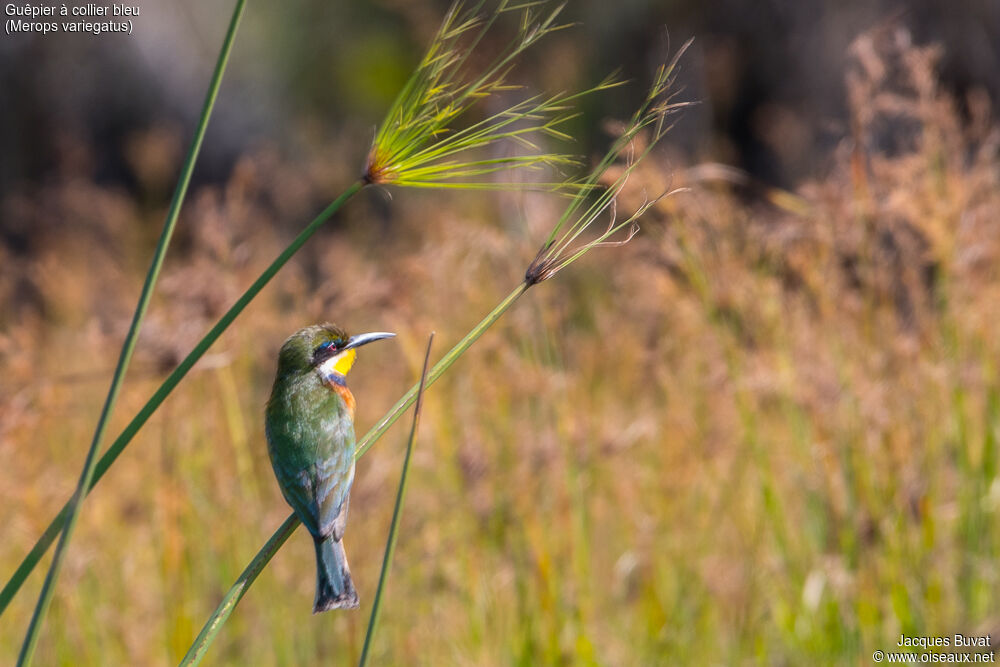 Blue-breasted Bee-eateradult breeding