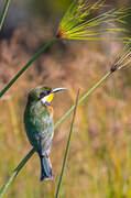 Blue-breasted Bee-eater