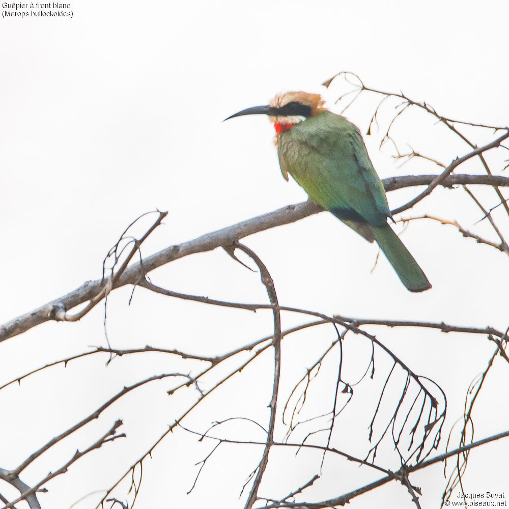 White-fronted Bee-eateradult