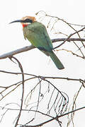 White-fronted Bee-eater