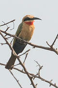 White-fronted Bee-eater