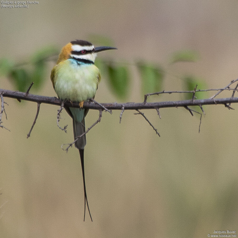 White-throated Bee-eateradult