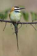 White-throated Bee-eater