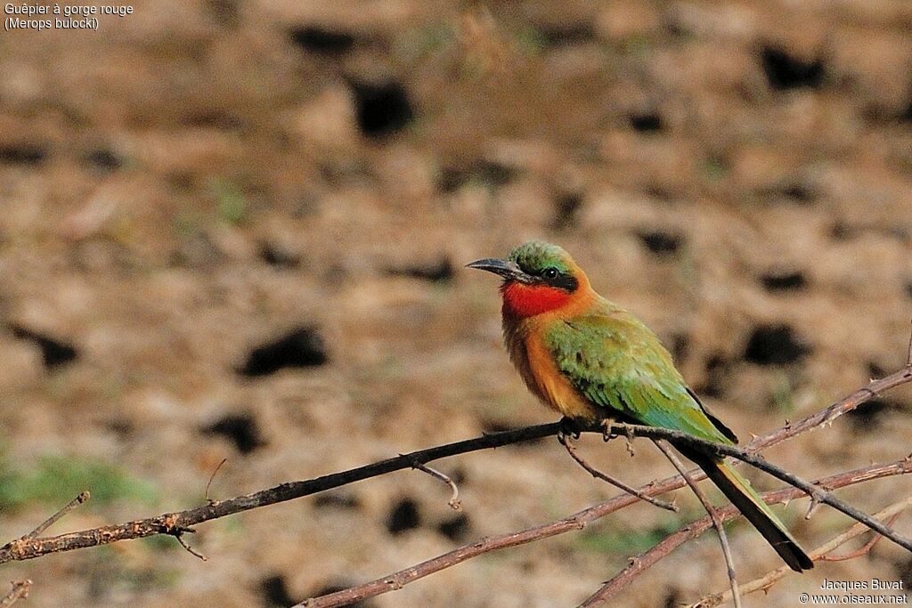 Red-throated Bee-eateradult breeding