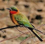 Red-throated Bee-eater