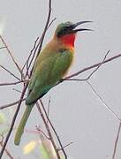 Red-throated Bee-eater