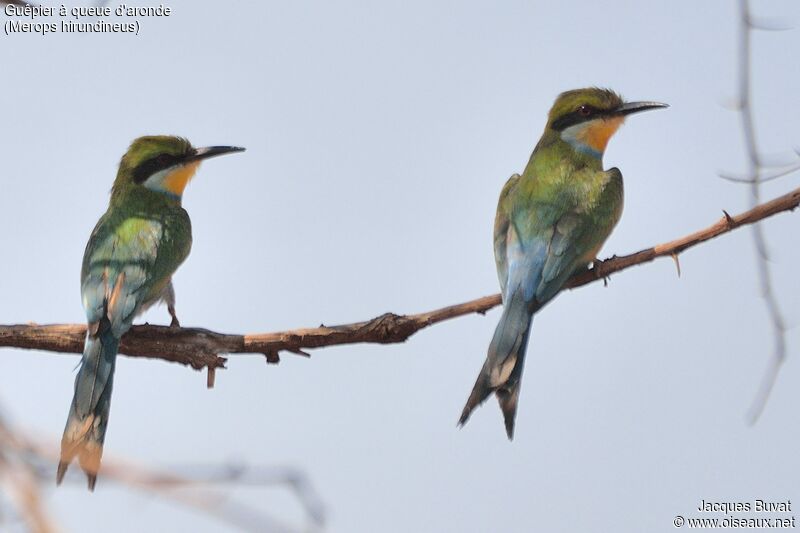 Swallow-tailed Bee-eater adult