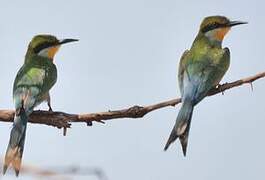 Swallow-tailed Bee-eater