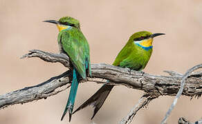 Swallow-tailed Bee-eater