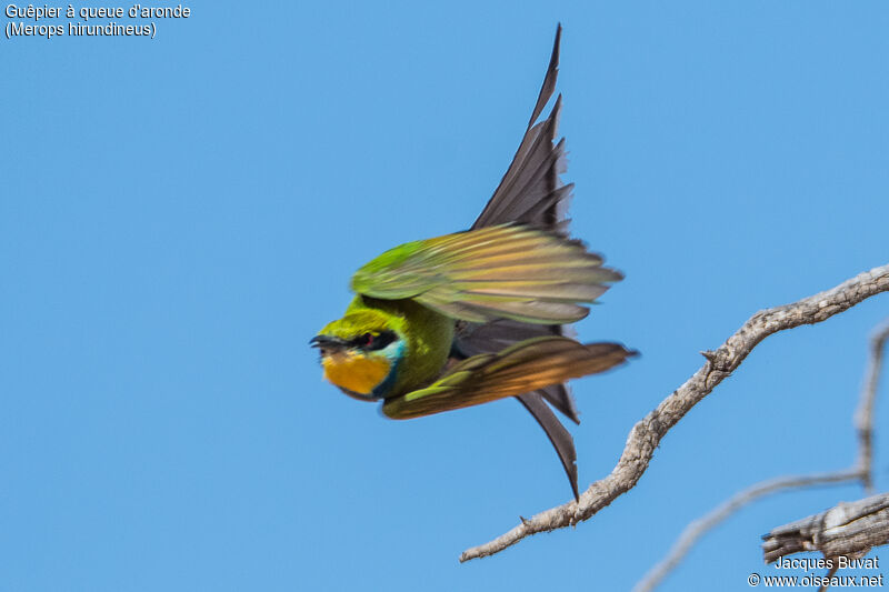 Swallow-tailed Bee-eater male adult breeding