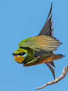 Swallow-tailed Bee-eater