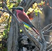 Southern Carmine Bee-eater