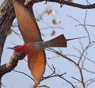 Southern Carmine Bee-eater