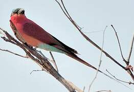 Southern Carmine Bee-eater