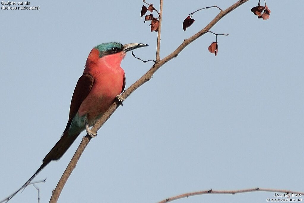 Southern Carmine Bee-eater