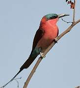 Southern Carmine Bee-eater