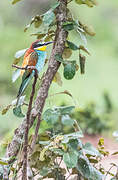 European Bee-eater