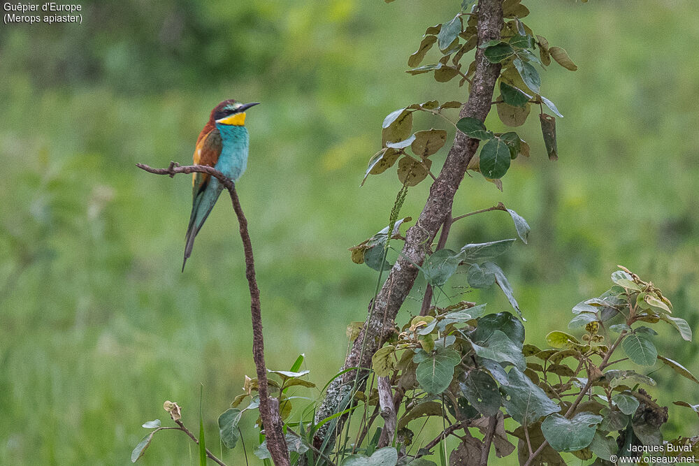 European Bee-eater, identification, habitat, aspect, pigmentation