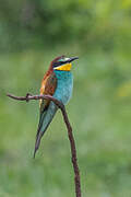 European Bee-eater