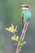 European Bee-eater