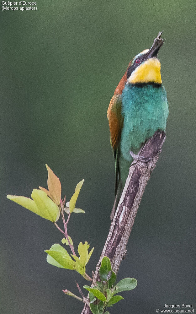 Guêpier d'Europeadulte, identification, composition, pigmentation, pêche/chasse