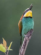 European Bee-eater