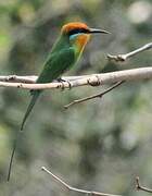 Böhm's Bee-eater