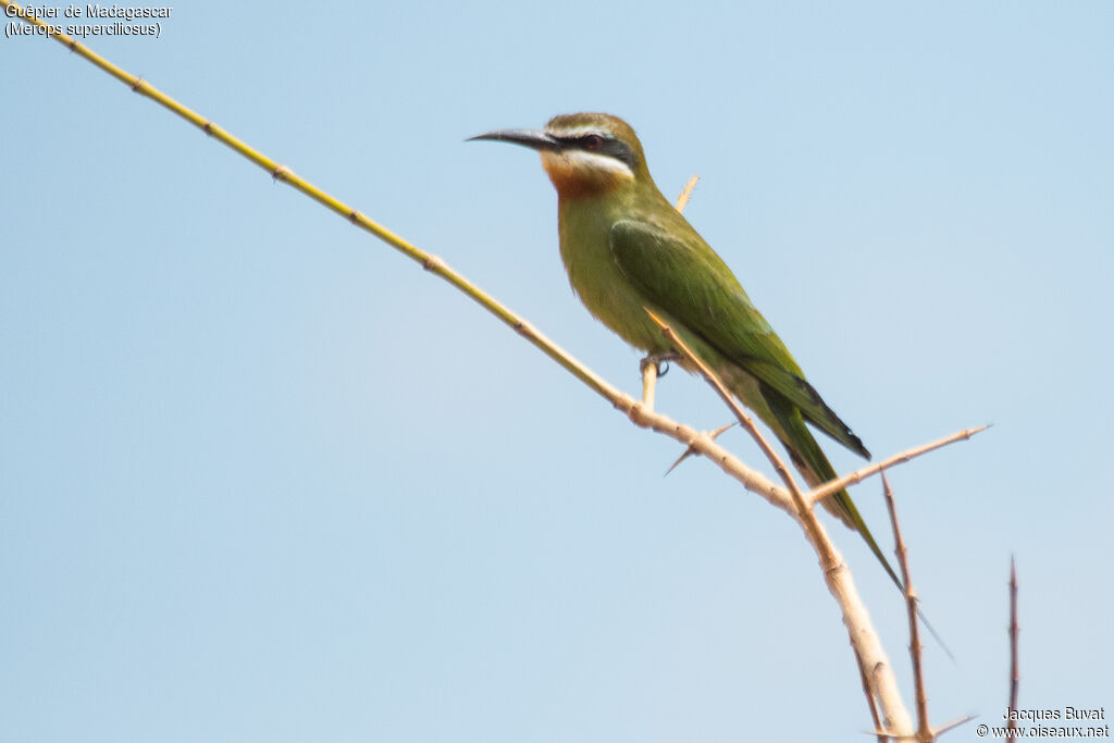 Guêpier de Madagascaradulte