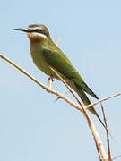 Olive Bee-eater