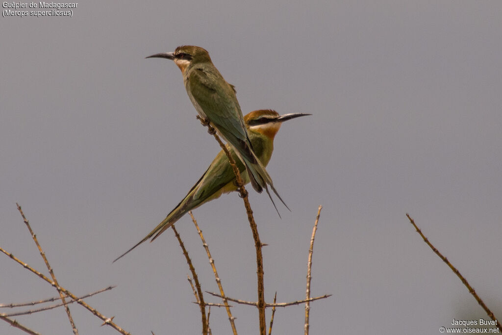 Olive Bee-eater