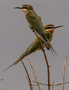 Olive Bee-eater