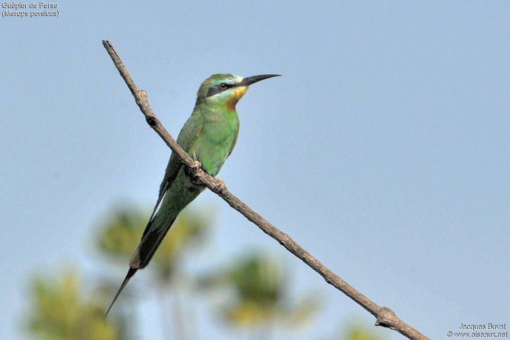 Blue-cheeked Bee-eater