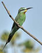 Blue-cheeked Bee-eater