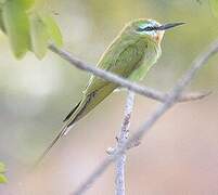 Blue-cheeked Bee-eater